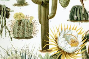 El Cactus