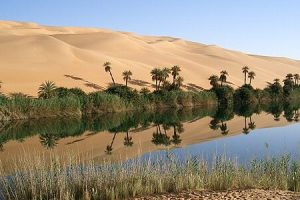 Oasis